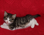 Кошки в Тюмени: Мальчик  Мальчик, 1 руб. - фото 1