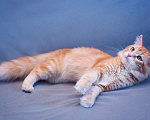 Кошки в Москве: Восхитительный кот Рыжик в добрые руки Мальчик, 10 руб. - фото 10