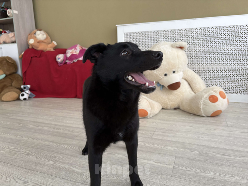 Собаки в Москве: Скромная прилежная Норла ищет семью Девочка, Бесплатно - фото 6