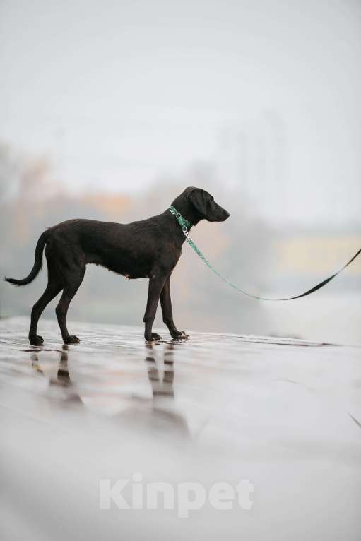Собаки в Москве: Добрая Нури ищет дом! Метис лабрадора/гончей. Девочка, Бесплатно - фото 6