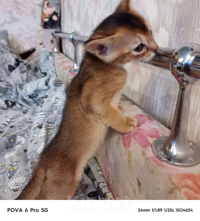 Кошки в Сергиеве Посаде: Мальчик 1 Мальчик, 20 000 руб. - фото 3