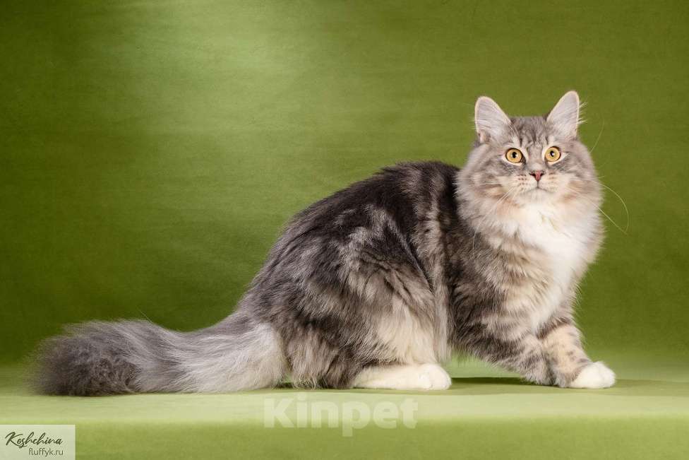 Кошки в Москве: Сибирский подрощенный котенок Мальчик, 65 000 руб. - фото 3