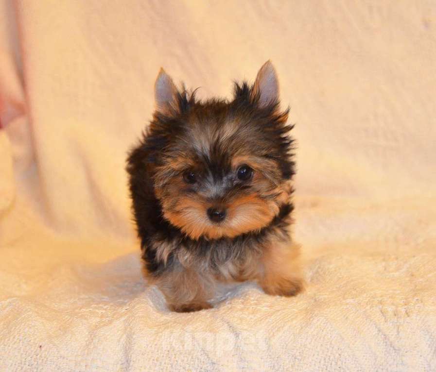 Собаки в Москве: Йоркширский терьер-чудо в ваш дом Разнополые, 20 000 руб. - фото 5