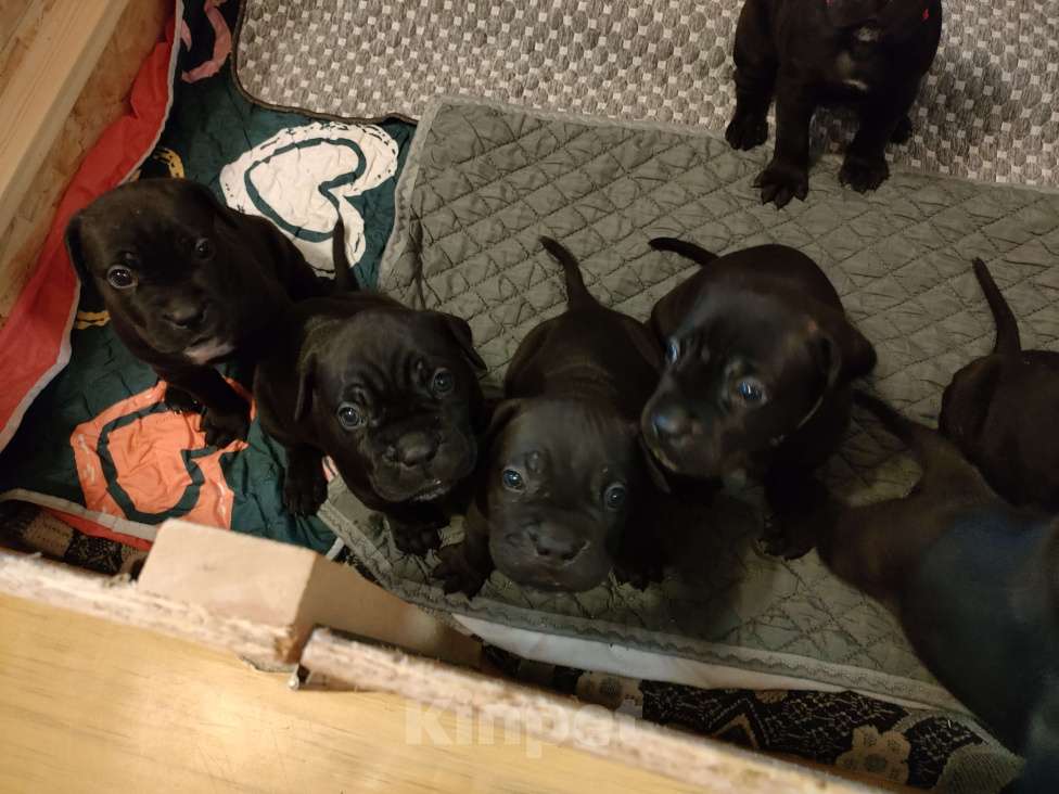 Собаки в Зеленогорске: Кане корсо щенки продажа Девочка, 50 000 руб. - фото 5