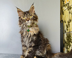 Кошки в Москве: Котёнок Мейн-кун Девочка Девочка, 47 000 руб. - фото 10