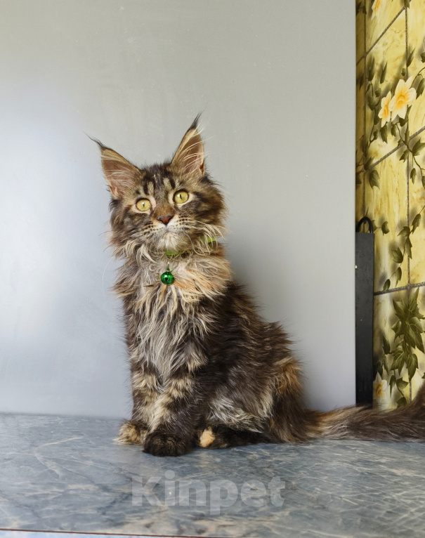 Кошки в Москве: Котёнок Мейн-кун Девочка Девочка, 47 000 руб. - фото 10