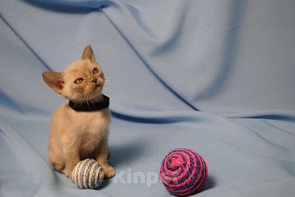 Кошки в Москве: Бурманские котята Девочка, 60 000 руб. - фото 5