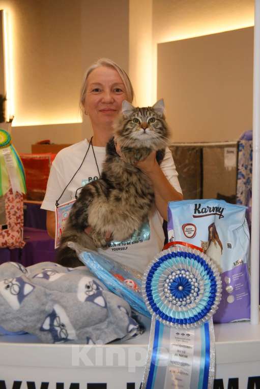 Кошки в Перми: Сибирский котенок Мальчик, Бесплатно - фото 6