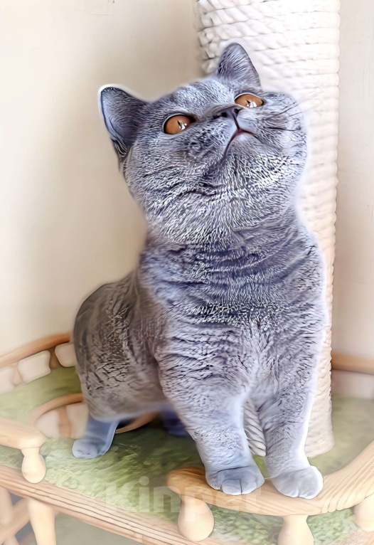 Кошки в Москве: Британские к/ш котята  Мальчик, Бесплатно - фото 6