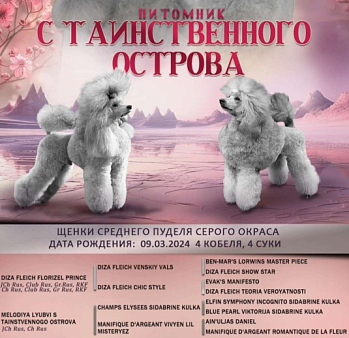 Объявление: Щенки серебристого пуделя, Бесплатно, Москва