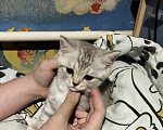 Кошки в других городах Тверской области: Продам Шотландский вислоухий котят Девочка, 5 000 руб. - фото 1