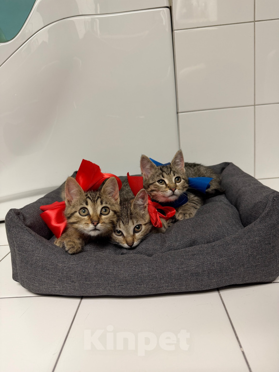 Кошки в Москве: Котенок мальчик ищет дом! Мальчик, Бесплатно - фото 4