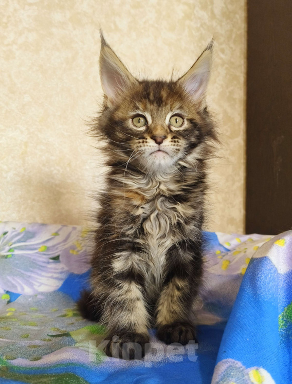 Кошки в Москве: Котёнок Мейн-Кун из питомника Девочка Девочка, 50 000 руб. - фото 5