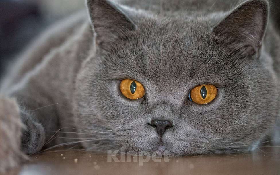 Кошки в Челябинске: кошка Британка Девочка, Бесплатно - фото 1