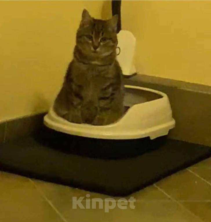 Кошки в других городах Московской области: Ласковых котят в любящую семью   Мальчик, Бесплатно - фото 4