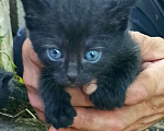 Кошки в Санкт-Петербурге: Малюсенький черный котёнок с голубыми глазками Мальчик, Бесплатно - фото 3