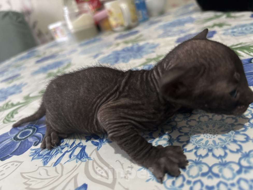 Кошки в Оренбурге: Сфинкс Мальчик, 8 000 руб. - фото 1