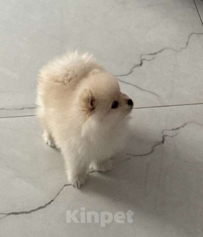 Собаки в Воронеже: Миленький щенок ищет своих хозяев . 2 месяца , кушает сухой корм, к пеленке приучен Мальчик, 25 000 руб. - фото 2