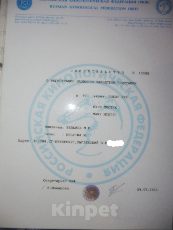 Собаки в Санкт-Петербурге: Инфинити короткошерстная чихуа шоколадного окраса Девочка, 80 000 руб. - фото 9