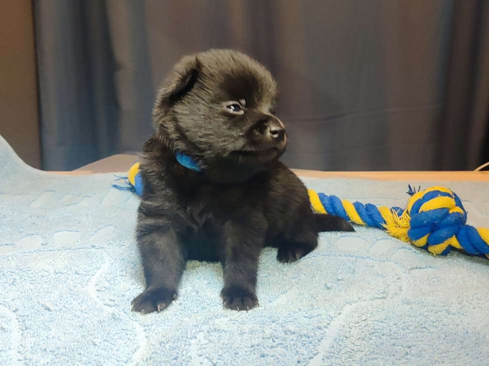 Собаки в Раменском: Щенки шипперке от титулованных родителей в домашних условиях (Синий) Мальчик, 70 000 руб. - фото 2