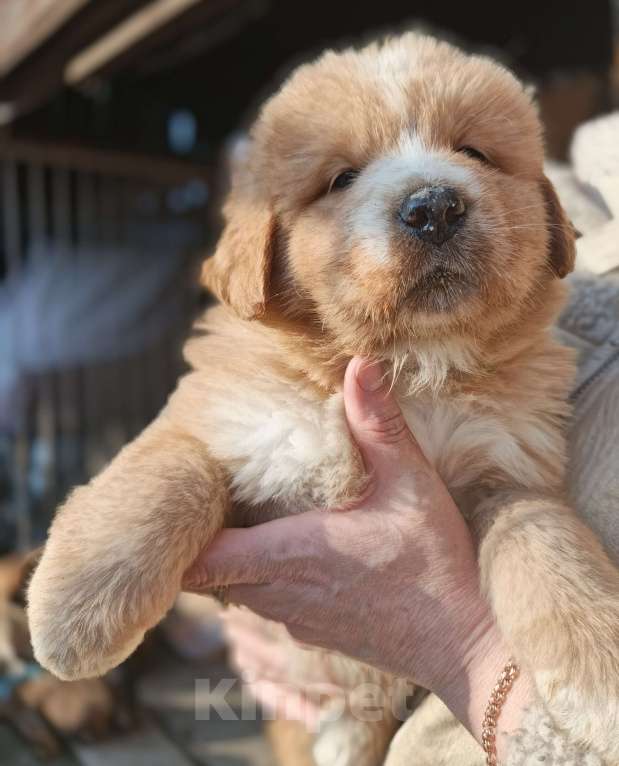 Собаки в Екатеринбурге: Щенки Мальчик, 55 000 руб. - фото 3