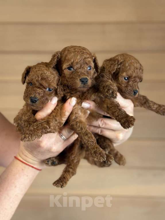 Собаки в Новосибирске: Щенки той пуделя Мальчик, 80 000 руб. - фото 1