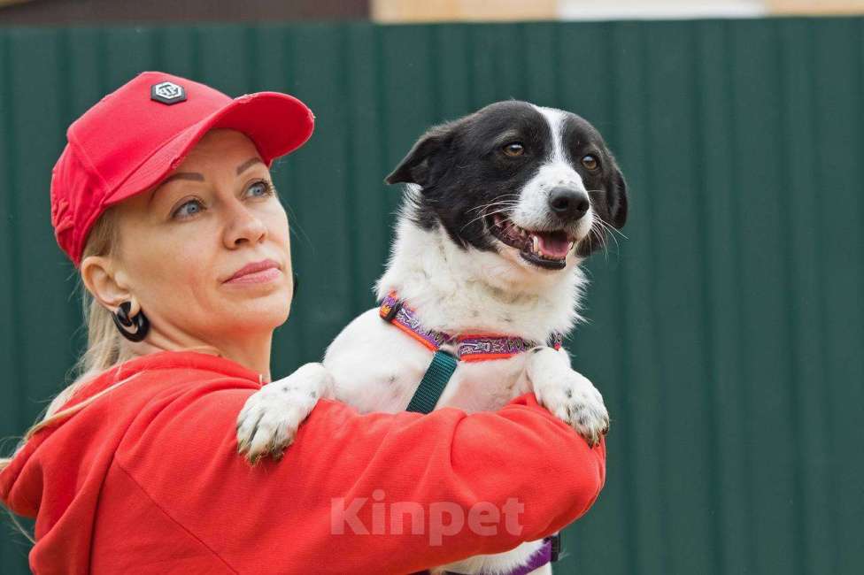 Собаки в других городах Московской области: Лукас, малыш в добрые руки Мальчик, Бесплатно - фото 7