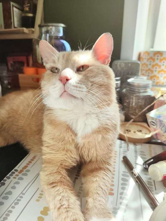 Кошки в Москве: классный кот Альберт очень ищет дом Мальчик, Бесплатно - фото 2