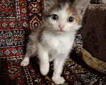Кошки в Казани: отдам котенка в добрые руки Девочка, Бесплатно - фото 1