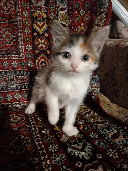 отдам котенка в добрые руки