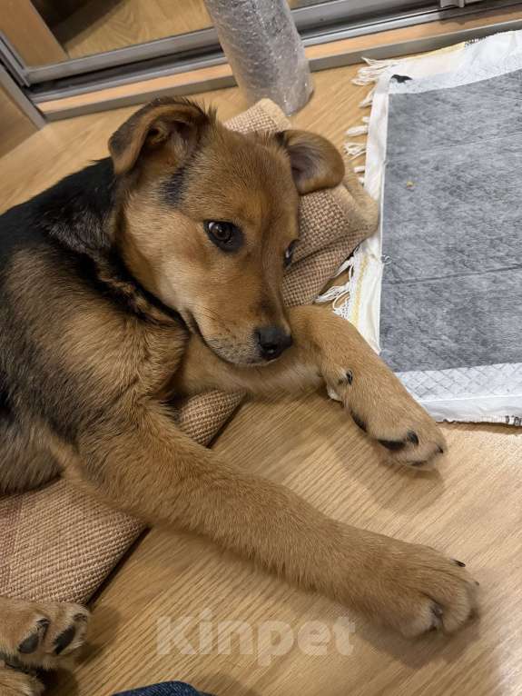 Собаки в Липецке: Очаровательная малышка ищет дом! Девочка, Бесплатно - фото 3