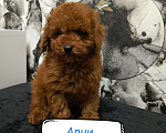 Собаки в Москве: Той пудель  Мальчик, 100 000 руб. - фото 1