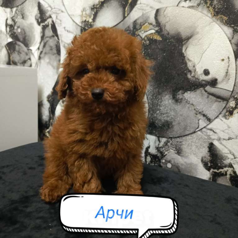 Собаки в Москве: Той пудель  Мальчик, 100 000 руб. - фото 1