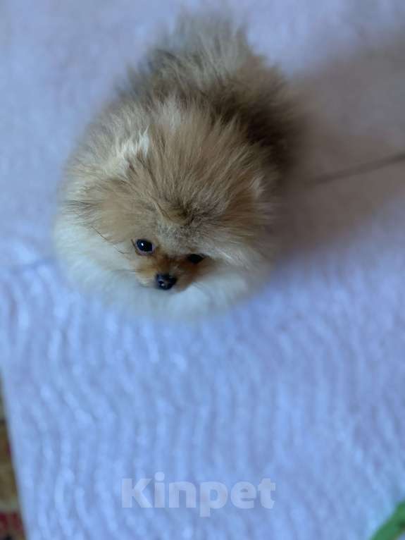 Собаки в Улане-Удэ: Мальчик померанского шпица Мальчик, 50 000 руб. - фото 1