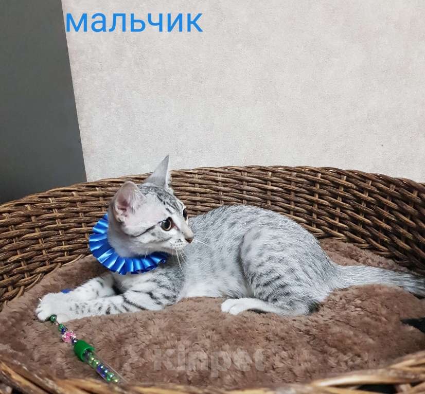 Кошки в Санкт-Петербурге: Мальчик редкой породы Египетская мау  Мальчик, Бесплатно - фото 5