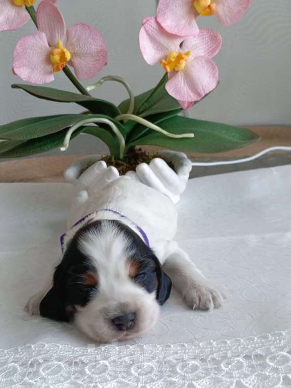 Собаки в Москве: Русский охотничий спаниель мальчик Мальчик, 50 000 руб. - фото 3