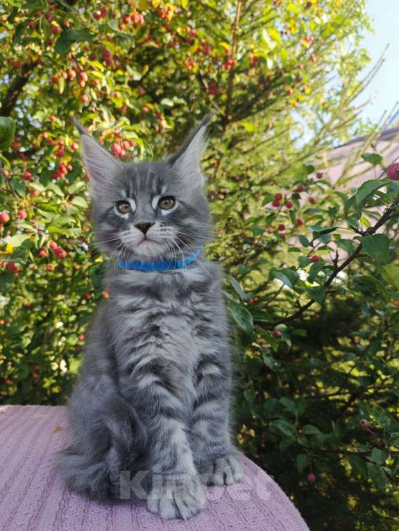 Кошки в Ярославле: Котята Мейн куна Мальчик, 60 000 руб. - фото 3