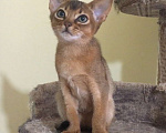 Кошки в Верее: Абиссинские котята  Девочка, 15 000 руб. - фото 5