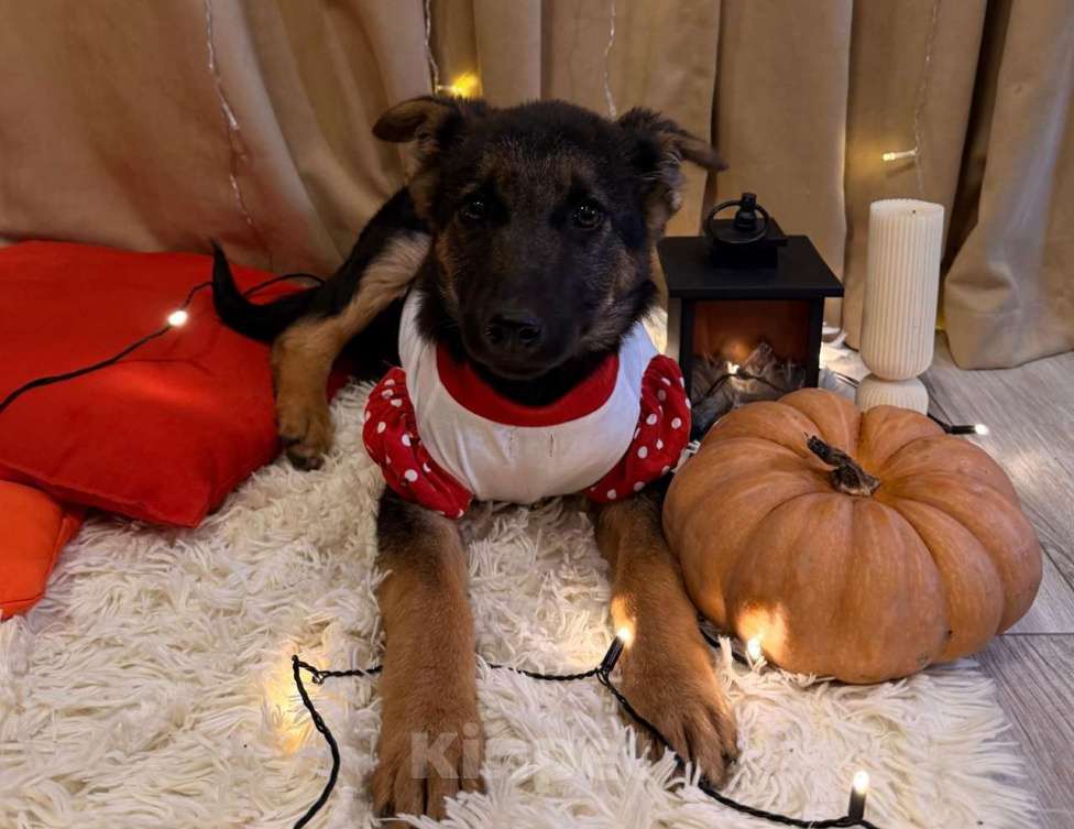 Собаки в Санкт-Петербурге: Щенок Буся Девочка, Бесплатно - фото 3