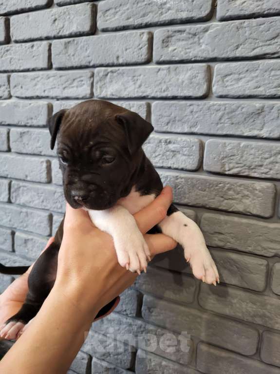 Собаки в других городах Московской области: Щенок американского стаффорда  Мальчик, 50 000 руб. - фото 2