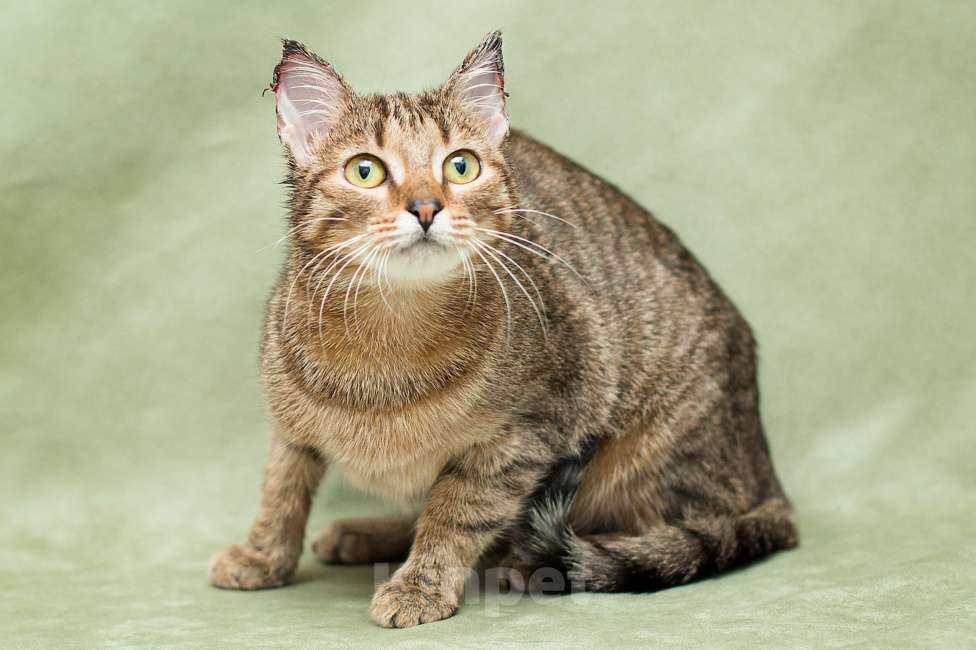 Кошки в Москве: Особенная кошечка ищет дом Девочка, Бесплатно - фото 1