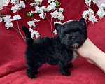 Собаки в Москве: Чёрный йорк мальчик стандарт бэби фейс Мальчик, 80 000 руб. - фото 1