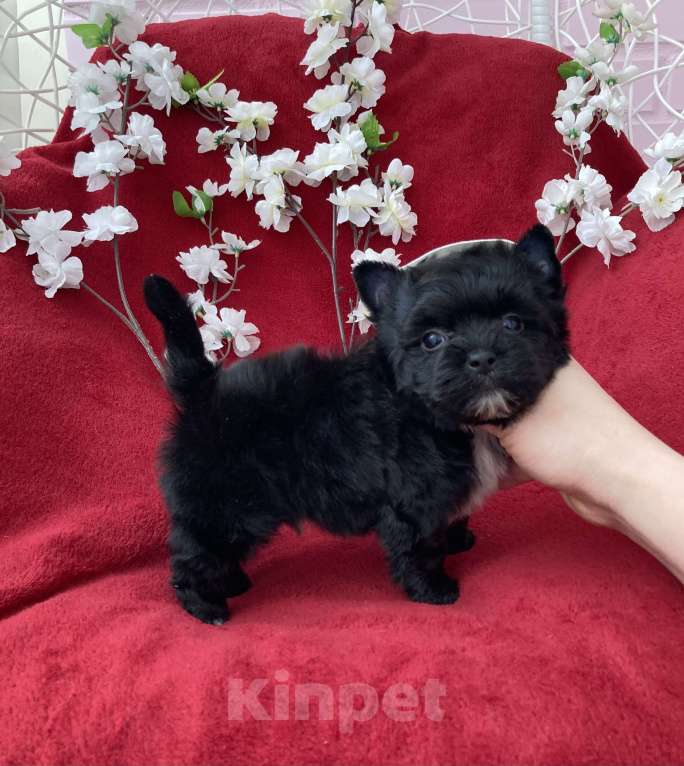 Собаки в Москве: Чёрный йорк мальчик стандарт бэби фейс Мальчик, 80 000 руб. - фото 1