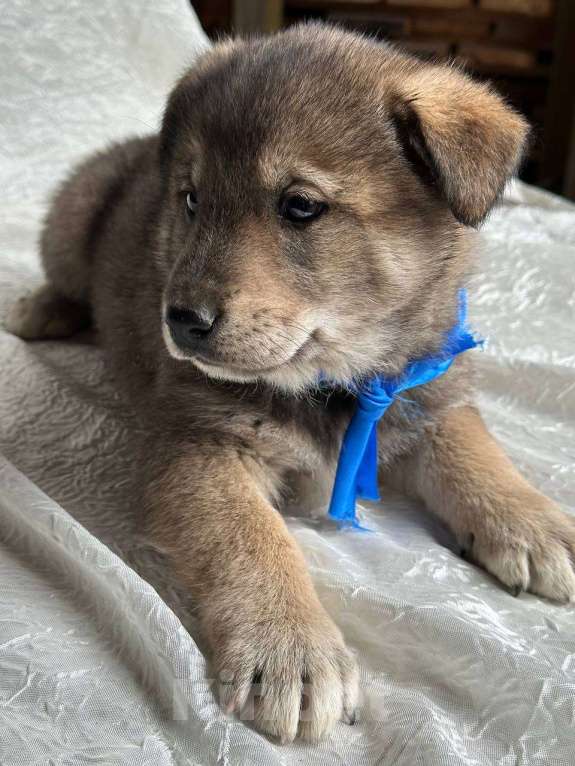 Собаки в других городах Московской области: Хамзатик метис овчарки Мальчик, Бесплатно - фото 4