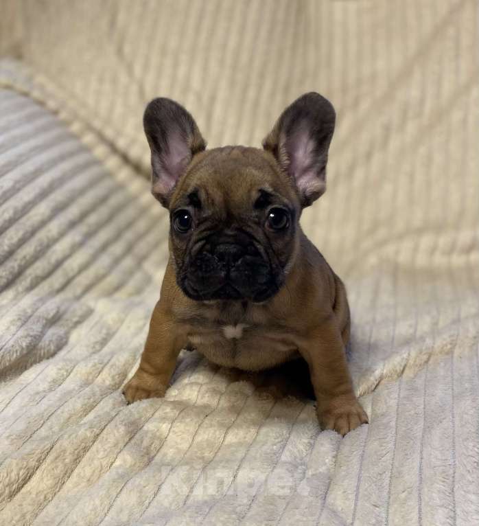 Собаки в Санкт-Петербурге: Шикарная девочка француженка  Девочка, 40 000 руб. - фото 3