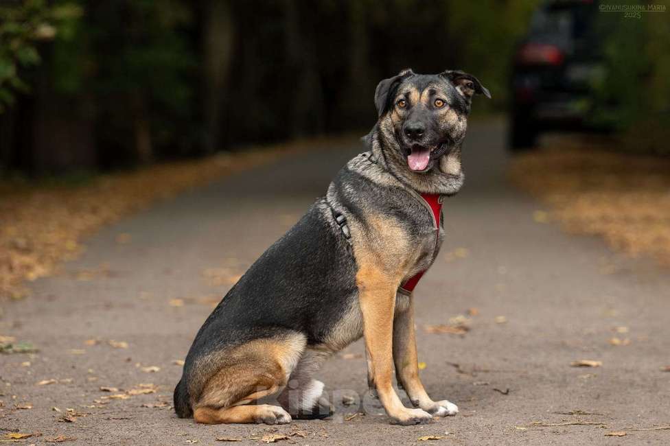 Собаки в Москве: Один ищет любящую семью  Мальчик, Бесплатно - фото 5
