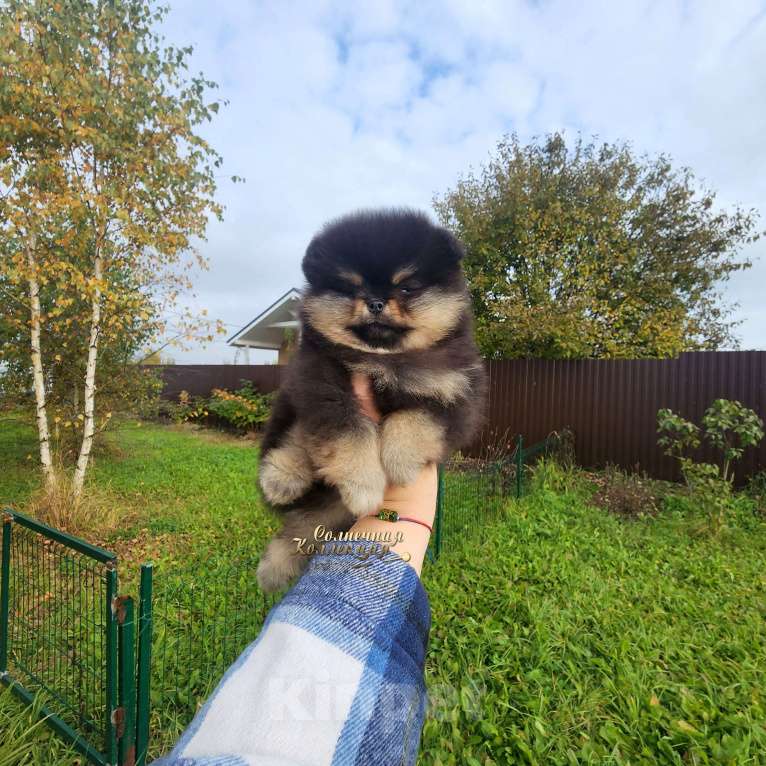 Собаки в Москве: Померанский шпиц толстолапый медвежонок Ркф Мальчик, Бесплатно - фото 2