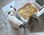 Кошки в Краснодаре: Кошечка в добрые руки Девочка, Бесплатно - фото 5