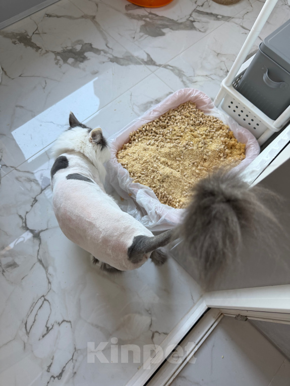 Кошки в Краснодаре: Кошечка в добрые руки Девочка, Бесплатно - фото 5