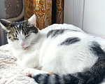 Кошки в Калуге: Кошка в добрые руки Девочка, Бесплатно - фото 3